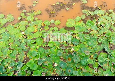 Luftaufnahme des sumpfigen Sees mit Lotos in Wasserpflanzen. Sri Lanka. Stockfoto