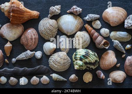 Set aus verschiedenen Muscheln. Sommerkonzept mit Muscheln und Seesternen auf dunklem Hintergrund. Draufsicht, flach liegend Stockfoto