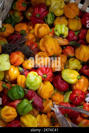 Paprika zum Verkauf auf dem Marktstand in Pointe à Pitre, Guadeloupe, Französisch-Westindien Stockfoto