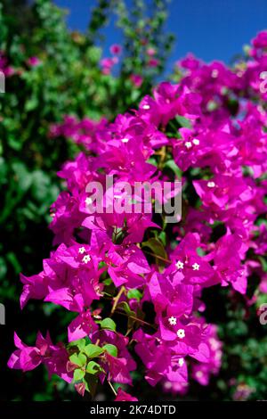 Bougainvillea glabra. Leuchtend rosa magenta Bougainvillea glabra Busch. Blühende Bougainvillea Blumen Hintergrund. Selektiver Fokus Stockfoto