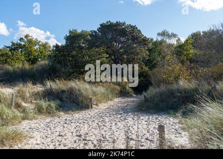 Pfad in den Dünen mit Bäumen im Hintergrund, sonniger Tag Stockfoto