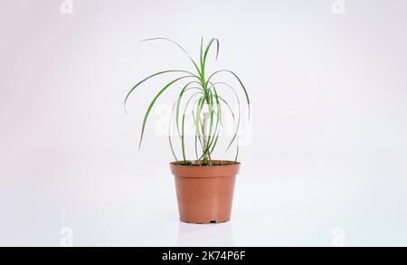 Junge Heimpflanze Dracaena marginata in einem Topf auf hellem Hintergrund. Heimtextilien. Stockfoto