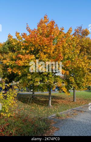 Bunte Blätter an einem Baum, Herbstszene mit schönem Sonnenlicht Stockfoto