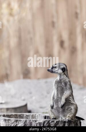 Erdmännchen im Profil sitzt auf einem Stumpf und blickt selektiv nach vorne Stockfoto