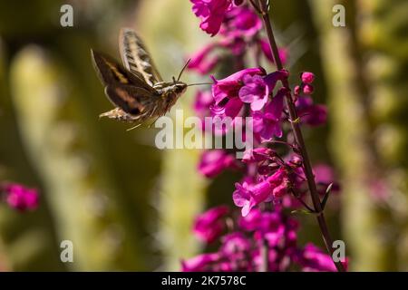 Eine Kolibri-Moth, die sich von Nektar aus Wildblumen ernährt Stockfoto