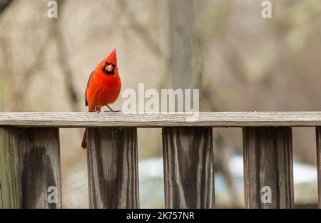 Ein roter Kardinal, der auf einer hölzernen Vorhaufenschiene steht Stockfoto