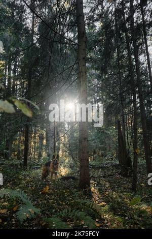 Schöne schwarz rote Schäferhund steht in Nadelwald und lächelt. Wandern mit Hund im Park an warmen sonnigen Tag. Viel Gelb und Grün Stockfoto