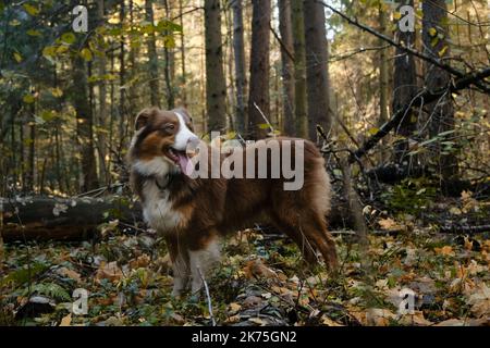 Schöner brauner australischer Schäferhund steht im Herbstwald und lächelt. Seitenansicht. Gehen Sie mit Hund Aussie im Park an warmen sonnigen Tag. Es gibt viele von euch Stockfoto