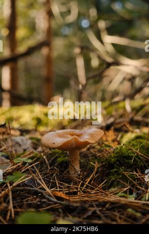 Der Orangenpilz-Toadstool wächst allein im Herbstwald. Makrogefährdung Pilz auf Moos an sonnigen Tag. Hut mit Paaren und Pilzbein. Natur und Umwelt Stockfoto