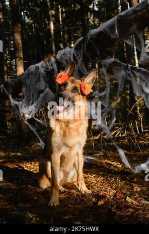 Konzept von Haustieren als Menschen. Deutscher Schäferhund feiert Halloween im Wald. Hund trägt Stirnband mit orangefarbenen Kürbissen auf dem Kopf, sitzt vor dem Hintergrund von sp Stockfoto