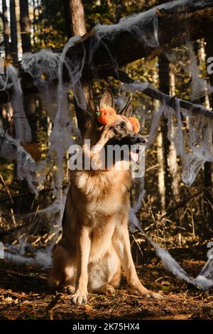 Konzept von Haustieren als Menschen. Deutscher Schäferhund feiert Halloween im Wald. Hund trägt Stirnband mit orangefarbenen Kürbissen auf dem Kopf, sitzt vor dem Hintergrund von sp Stockfoto