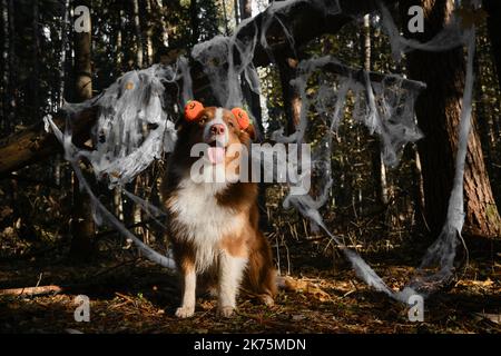 Aussie Hund sitzt mit Stirnband mit orangefarbenen Kürbissen, Porträt auf dem Hintergrund der Spinnennetz Dekoration im Wald Herbst Park. Australian Shepher Stockfoto