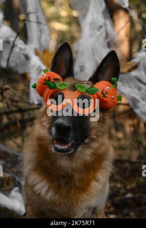 Deutscher Schäferhund feiert Halloween im Wald. Hund trägt Stirnband und Brille mit orangefarbenen Kürbissen, Deko Spinnennetz im herbstlichen Waldpark dahinter Stockfoto