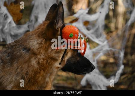 Deutscher Schäferhund feiert Halloween im Wald. Hund trägt Stirnband und Brille mit orangefarbenen Kürbissen, Deko Spinnennetz im herbstlichen Waldpark dahinter Stockfoto