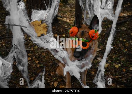 Deutscher Schäferhund Smiling feiert Halloween im Wald. Happy Dog trägt Stirnband und Brille mit orangefarbenen Kürbissen, Deko-Spinnennetz im Herbstvorm Stockfoto