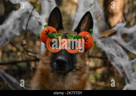 Deutscher Schäferhund feiert Halloween im Wald. Hund trägt Stirnband und Brille mit orangefarbenen Kürbissen, Deko Spinnennetz im herbstlichen Waldpark dahinter Stockfoto