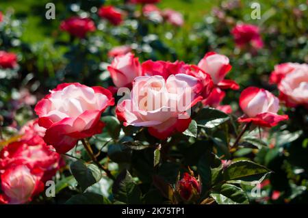 Leuchtend rot weiße Rosen Nostalgie Rosen im Park Garten unter der Sonne in einer Outdoor-Szene. Schöne bunte Rosen gtfs Hochzeiten Jubiläen Stockfoto