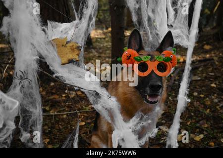 Deutscher Schäferhund Smiling feiert Halloween im Wald. Happy Dog trägt Stirnband und Brille mit orangefarbenen Kürbissen, Deko-Spinnennetz im Herbstvorm Stockfoto