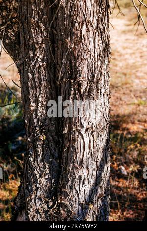 Kofferraumdetails. Juniperus thurifera, spanischer Wacholder, ist eine Wacholderart, die in den Bergen des westlichen Mittelmeerraums beheimatet ist. Guadalajara, Stockfoto