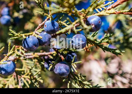 Zweige mit Beeren. Juniperus thurifera, spanischer Wacholder, ist eine Wacholderart, die in den Bergen des westlichen Mittelmeerraums beheimatet ist. Guadala Stockfoto