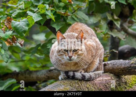 Arabische Wildkatze / Gordons Wildkatze (Felis lybica lybica / Felis silvestris gordoni) Wildkatzenunterart, die auf der Arabischen Halbinsel beheimatet ist Stockfoto