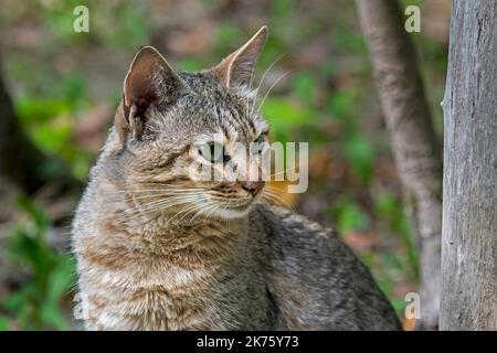 Arabische Wildkatze / Gordons Wildkatze (Felis lybica lybica / Felis silvestris gordoni) Wildkatzenunterart, die auf der Arabischen Halbinsel beheimatet ist Stockfoto