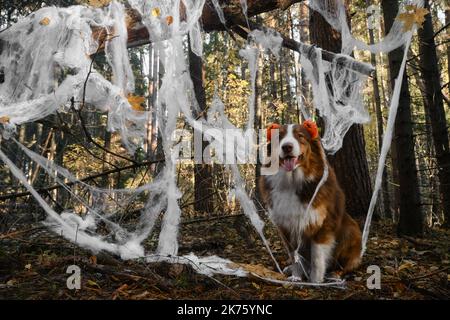 Der australische Schäferhund lächelt und feiert Halloween im Wald. Der Aussie sitzt und trägt im Herbst ein Stirnband mit orangefarbenen Kürbissen und ein Spinnennetz mit Deko Stockfoto