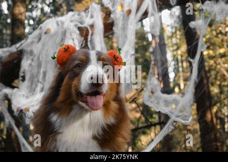 Der australische Schäferhund lächelt und feiert Halloween im Wald. Nahaufnahme im Hochformat. Der Aussie sitzt und trägt ein Stirnband mit orangefarbenen Kürbissen, Dekorationen Stockfoto