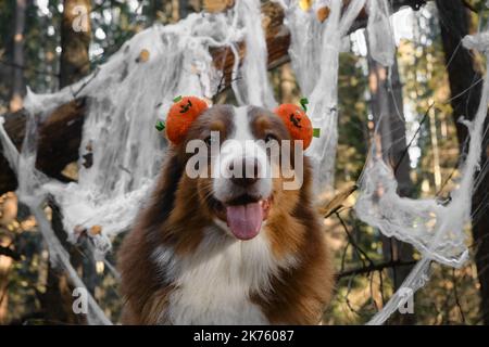 Der australische Schäferhund lächelt und feiert Halloween im Wald. Nahaufnahme im Hochformat. Der Aussie sitzt und trägt ein Stirnband mit orangefarbenen Kürbissen, Dekorationen Stockfoto