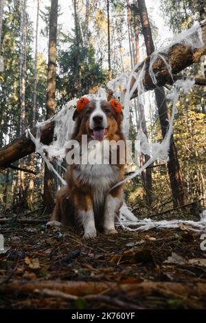 Der australische Schäferhund lächelt und feiert Halloween im Wald. Der Aussie sitzt und trägt im Herbst ein Stirnband mit orangefarbenen Kürbissen und ein Spinnennetz mit Deko Stockfoto