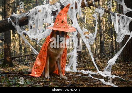 Deutscher Schäferhund sitzend feiert Halloween im Wald. Der Hund trägt einen orangefarbenen Umhang und einen Hut der Hexe oder des Zauberers, und im Herbstwaldpark dahinter ist ein Spinnennetz eingerichtet. Stockfoto