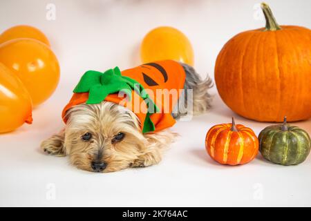 Halloween. Yorkshire Terrier Hund in einem orangefarbenen Anzug, neben Kürbissen, Ballons. Stockfoto