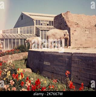 Ein Vintage 1964 Farbfoto, das Elefanten im Chester Zoo in England zeigt. Stockfoto