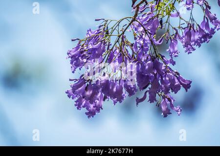 Violett Blau Jacaranda mimosifolia Closeup in Pretoria, Südafrika Stockfoto