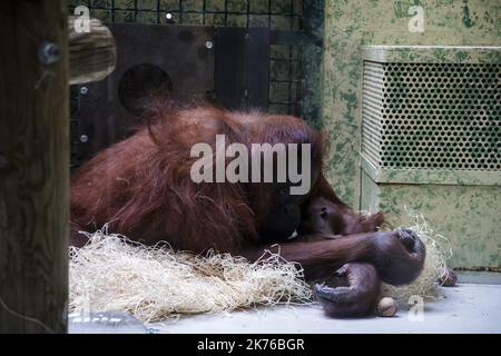 Borneo Orang-Utan 'Theodora' und ihr Baby 'Java' werden am 25. Oktober 2018 in ihrem Gehege im Pariser Zoo 'Menagerie du Jardin des Plantes' fotografiert. Die letzte Geburt eines Orang-Utans in der Menagerie geht nach Angaben des National Museum of Natural History (MNHN) auf das Jahr 2005 zurück. Borneo-Orang-Utans stehen als vom Aussterben bedrohte Tiere auf der Roten Liste der Internationalen Union zur Erhaltung der Natur (IUCN). Stockfoto