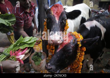 Nepalesische Anhänger beten am dritten Tag des fünftägigen Tihar-Festivals in Kathmandu, Nepal, am 07. November 2018 eine Kuh an. Kühe gelten als Inkarnation des hinduistischen gottes des Reichtums, Lord LAXMI. Nepalesische Anhänger verehren die Kühe mit Ringelblumenkränzen und farbigen Pulvern und bieten den Kühen frisches Obst und Gemüse an. Tihar ist das zweitgrößte und wichtigste Fest Nepals, während des Festivals nepalesische Verehrung Krähe, Hunde, Kuh und Göttin Laxmi, gott des Reichtums. Stockfoto