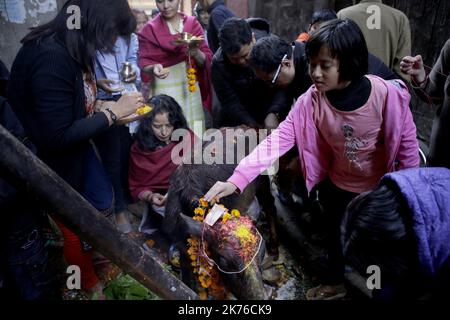 Nepalesische Anhänger beten am dritten Tag des fünftägigen Tihar-Festivals in Kathmandu, Nepal, am 07. November 2018 eine Kuh an. Kühe gelten als Inkarnation des hinduistischen gottes des Reichtums, Lord LAXMI. Nepalesische Anhänger verehren die Kühe mit Ringelblumenkränzen und farbigen Pulvern und bieten den Kühen frisches Obst und Gemüse an. Tihar ist das zweitgrößte und wichtigste Fest Nepals, während des Festivals nepalesische Verehrung Krähe, Hunde, Kuh und Göttin Laxmi, gott des Reichtums. Stockfoto