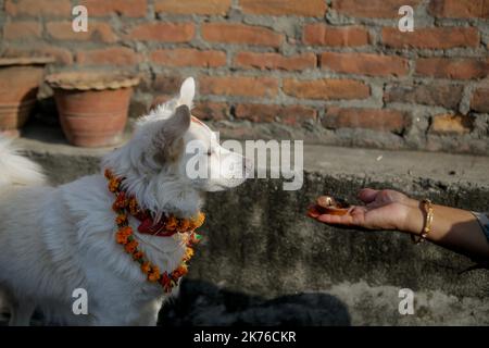 Eine nepalesische Frau verehrt einen Hund, der Girlande und Zinkpulver anwendet, und bietet während des KUKUR TIHAR- oder Hundegottestages in Kathmandu, Nepal, am 6. Oktober 2018, Nahrung an. Hunde werden verehrt, um ihre Rolle bei der Bereitstellung von Sicherheit und als Mensch bester Freund anzuerkennen, am zweiten Tag der wichtigsten hinduistischen Feste Tihar, die auch der Anbetung der Göttin des Reichtums Laxmi gewidmet ist. Stockfoto