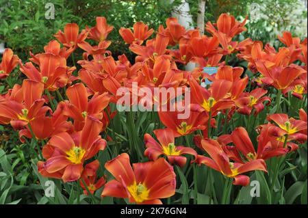 Rote Single Late Tullips (Tulipa) im April blühen in einem Garten himmlische Scharlachrot Stockfoto