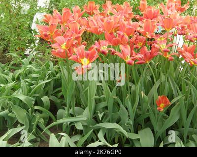 Rote Single Late Tullips (Tulipa) im April blühen in einem Garten himmlische Scharlachrot Stockfoto