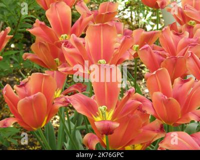 Rote Single Late Tullips (Tulipa) im April blühen in einem Garten himmlische Scharlachrot Stockfoto