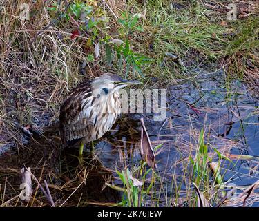 Eine amerikanische Bittern, Botaurus lentiginosus, steht am Rande eines Baches in den Adirondack Mountains, NY USA Stockfoto