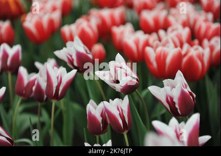 Lila und weiße Triumph-Tulpen (Tulipa) Spitsbergen blühen im April in einem Garten Stockfoto