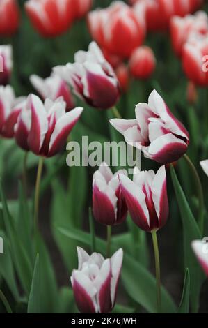 Lila und weiße Triumph-Tulpen (Tulipa) Spitsbergen blühen im April in einem Garten Stockfoto