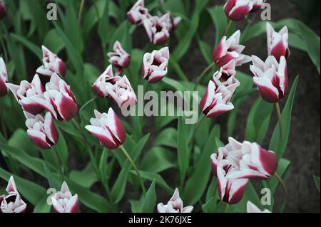 Lila und weiße Triumph-Tulpen (Tulipa) Spitsbergen blühen im April in einem Garten Stockfoto