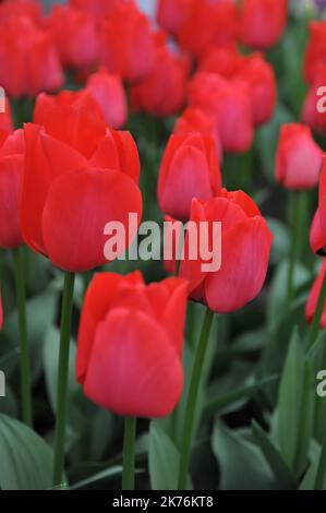 Rote Triumph-Tulpen (Tulipa) Spryng blühen im März in einem Garten Stockfoto