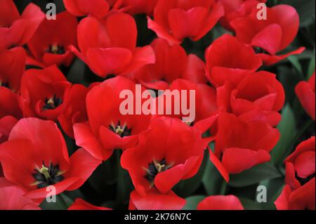 Rote Triumph Tulpen (Tulipa) Spryng Tide blühen im März in einem Garten Stockfoto