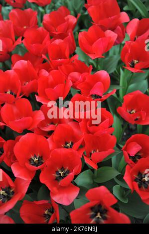 Rote Triumph Tulpen (Tulipa) Spryng Tide blühen im März in einem Garten Stockfoto