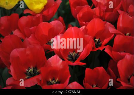 Rote Triumph Tulpen (Tulipa) Spryng Tide blühen im März in einem Garten Stockfoto