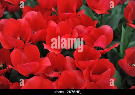 Rote Triumph Tulpen (Tulipa) Spryng Tide blühen im März in einem Garten Stockfoto